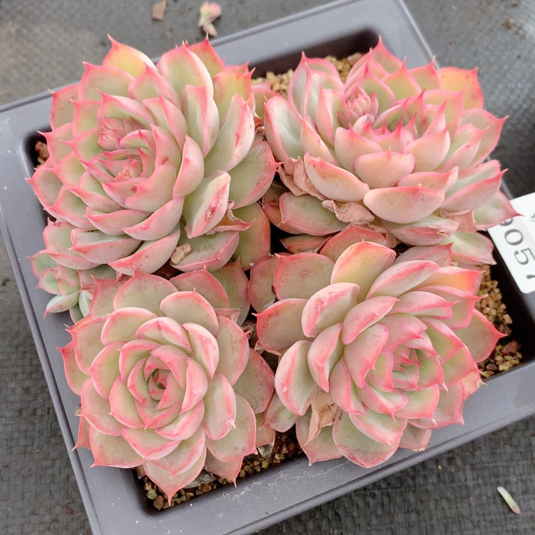 9057杂交多肉植物基地