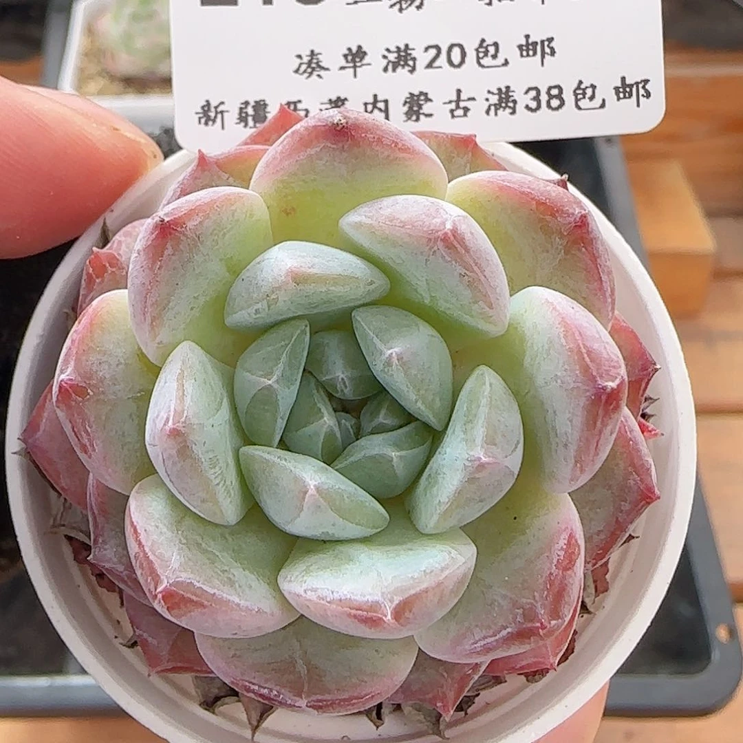 多肉0623-215糖心糖心