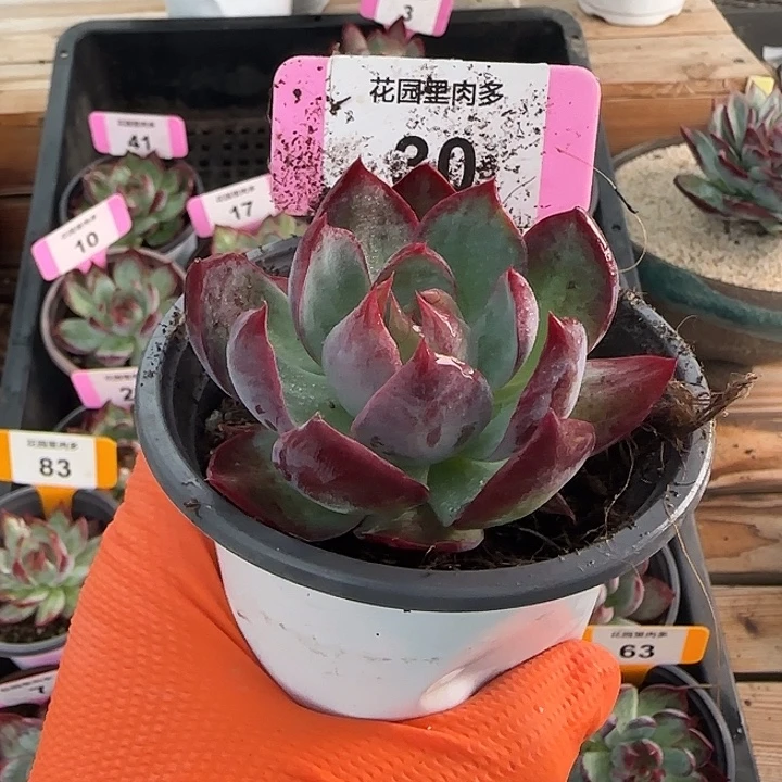 等***人30 惊鸿仙子多肉植物