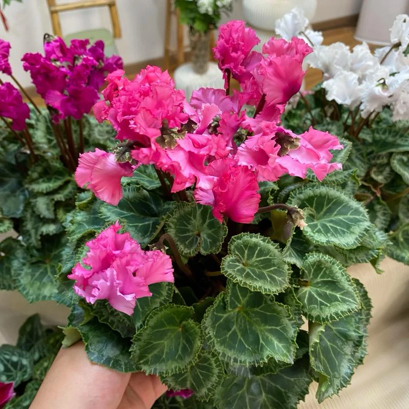 一物一拍进口一代仙客来（开箱无问题，后期无售后）