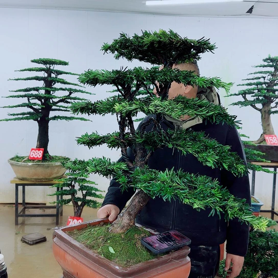 完全开放盆景园林……