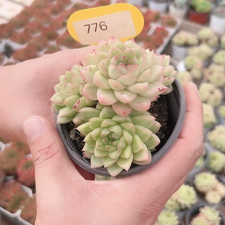 776麦秆女王多肉植物