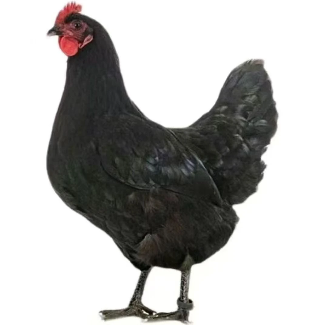 黑凤鸡公母可选发8只散养绿壳蛋宠物鸡