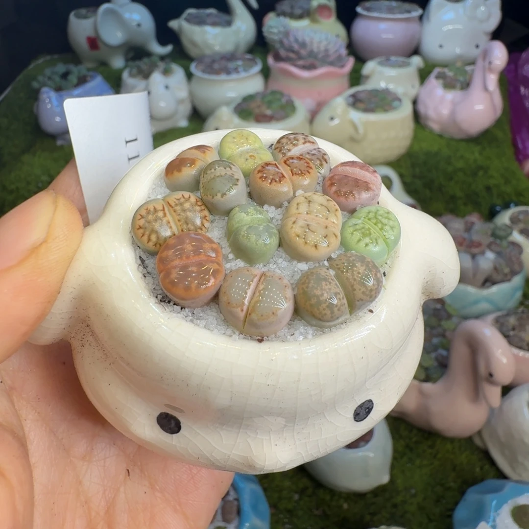 多肉植物的开播福利1124