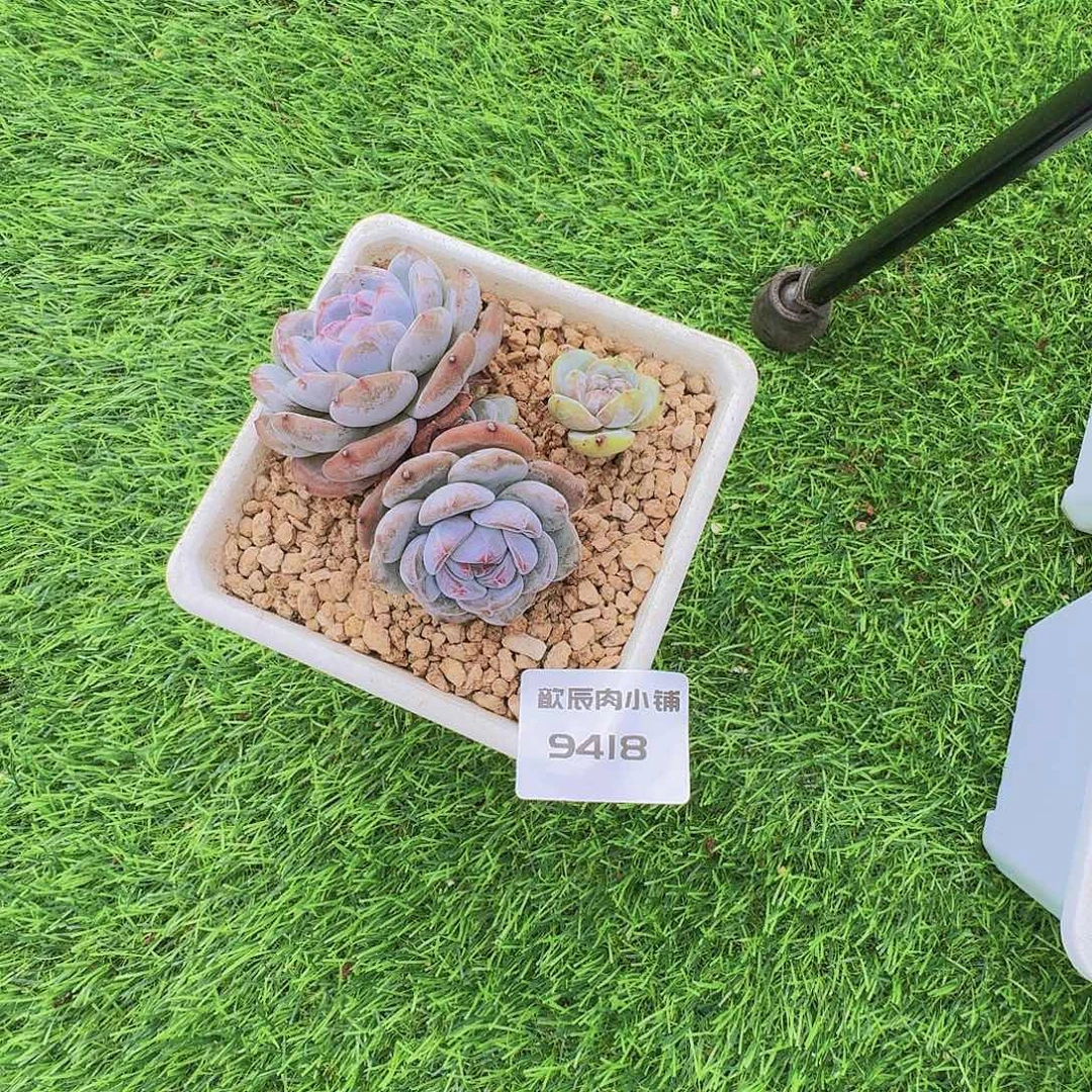 A***️多肉植物石榴籽双头9418