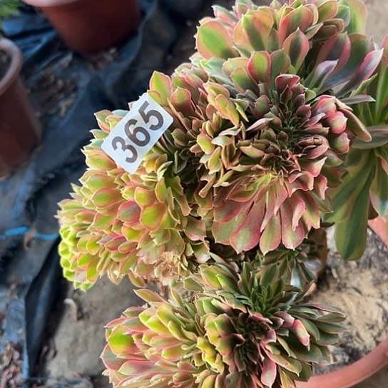 繁***月多肉植物一个斑斓有伤