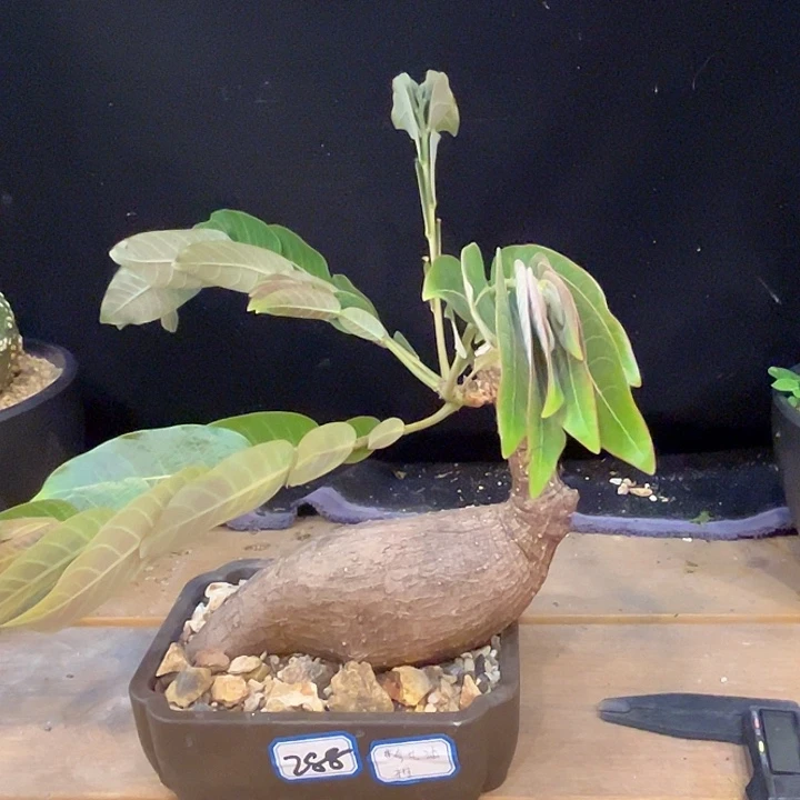 汤圆植物奇艺油柑哈