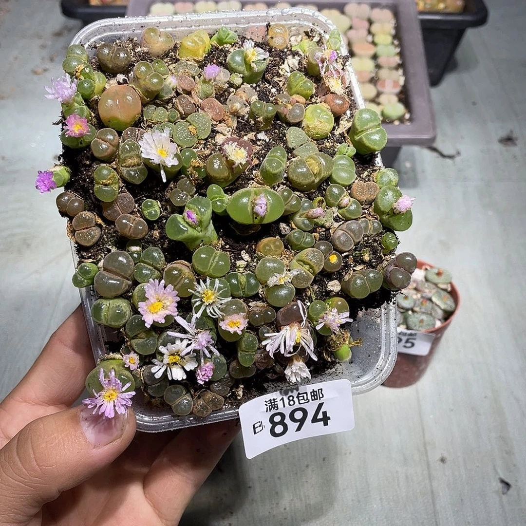 当天凑满十八元包邮894