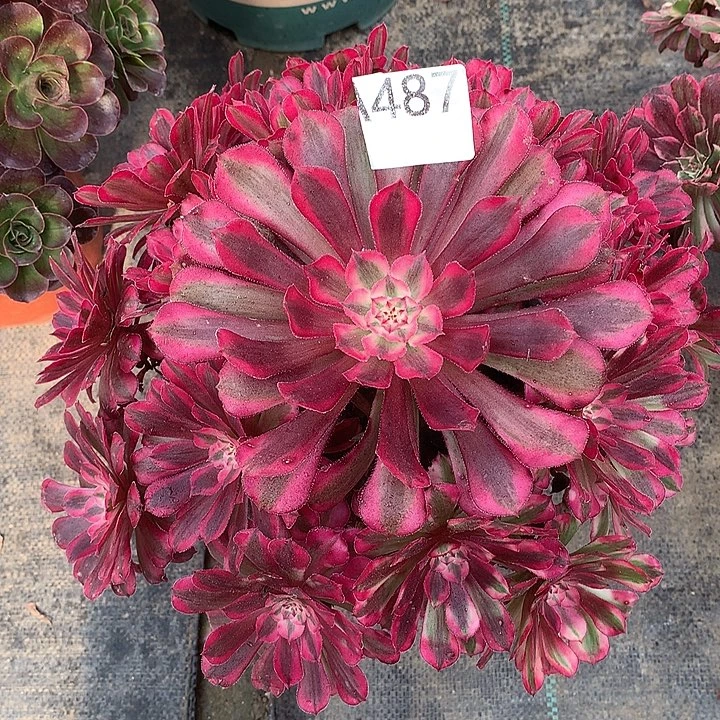 487.红铜白的多肉植物