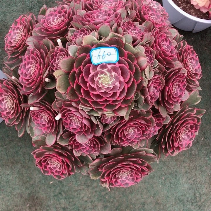 660粉花妖多肉法师