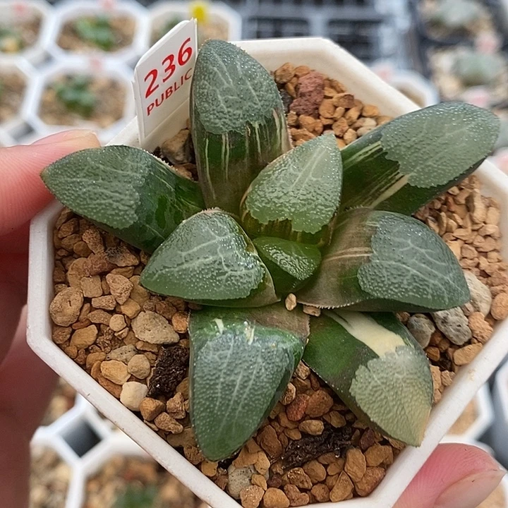 236网文克锦一物一拍