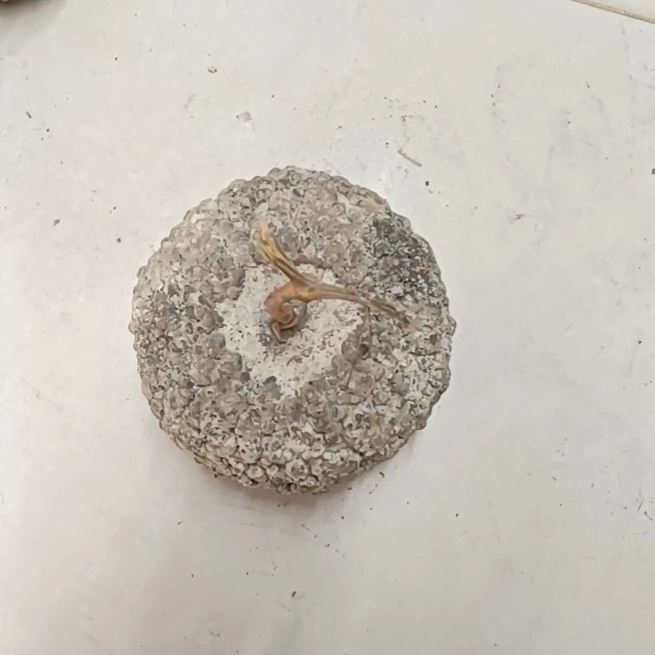 8****凡满天星疙瘩葫芦满天星疙瘩！！