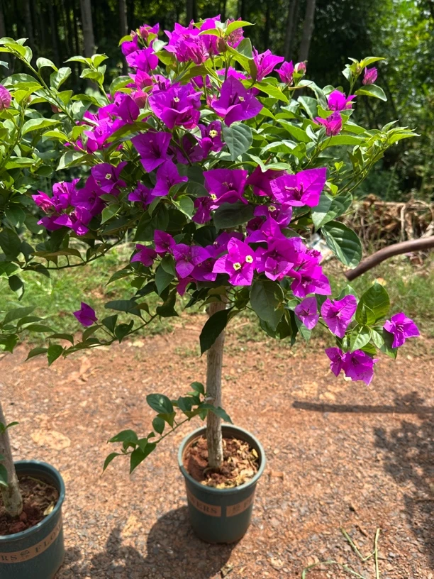 【三角梅云南紫】四季循环开花1.5加仑原盆原土带花带叶发货
