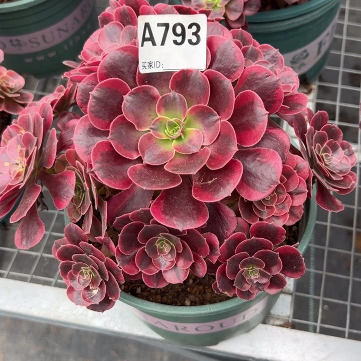 793凤冠20厘米左右