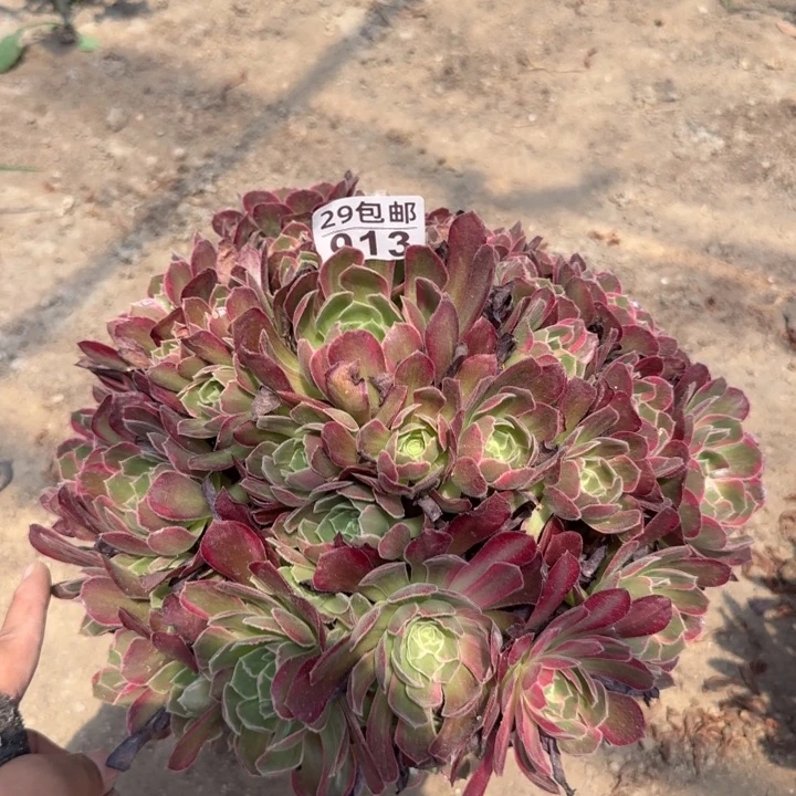 安娜……多肉植物……