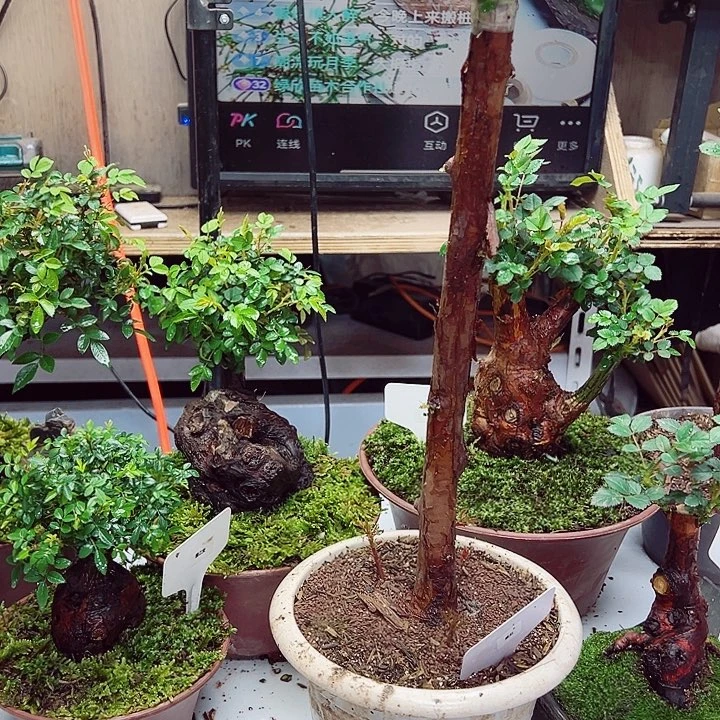 山木香222222222222