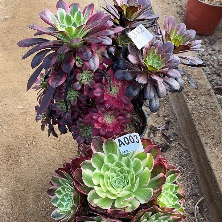 多肉植物花蝴蝶海王