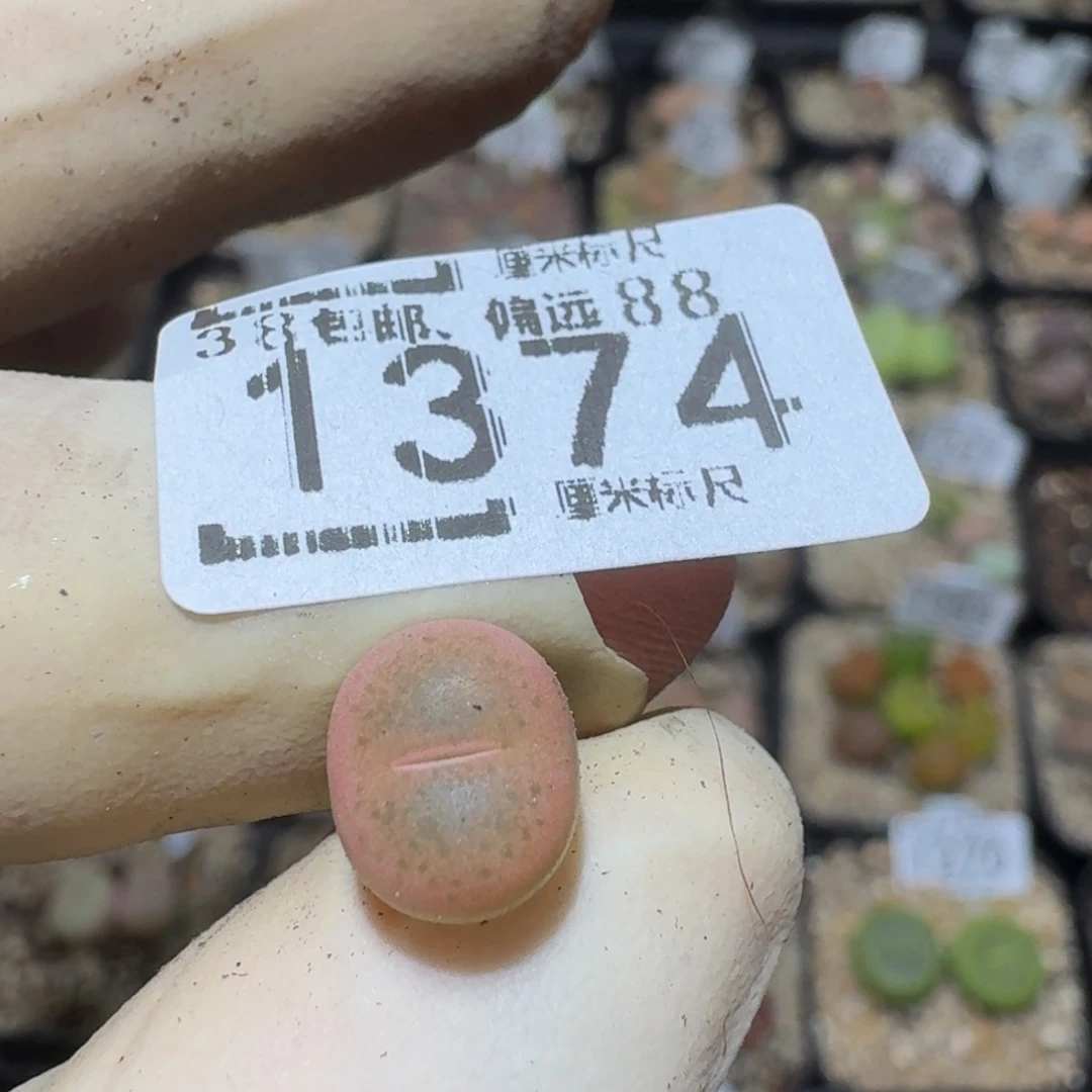 小***乖Zzzz精品生石花1374