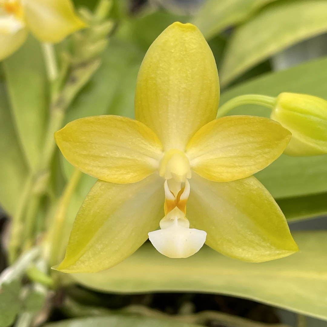 花农杰哥原生种蝴蝶兰直播专用链接 2.8寸苗 白河明月[安哥专属]