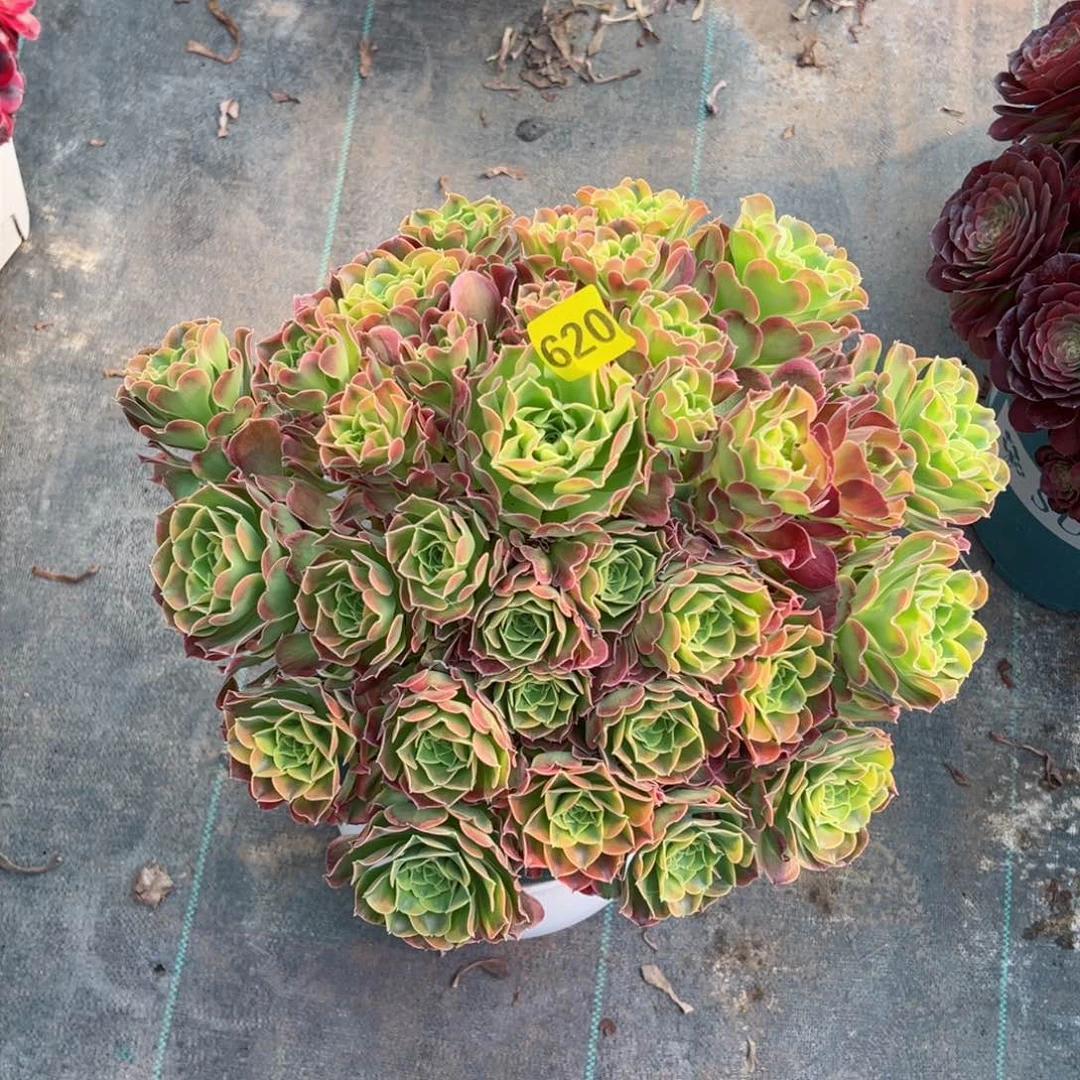 樱**雨620炫彩法师多肉植物