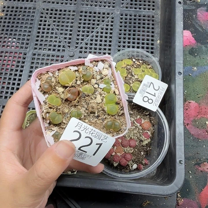 K***安这两家店在一条马路附近发现疑似221