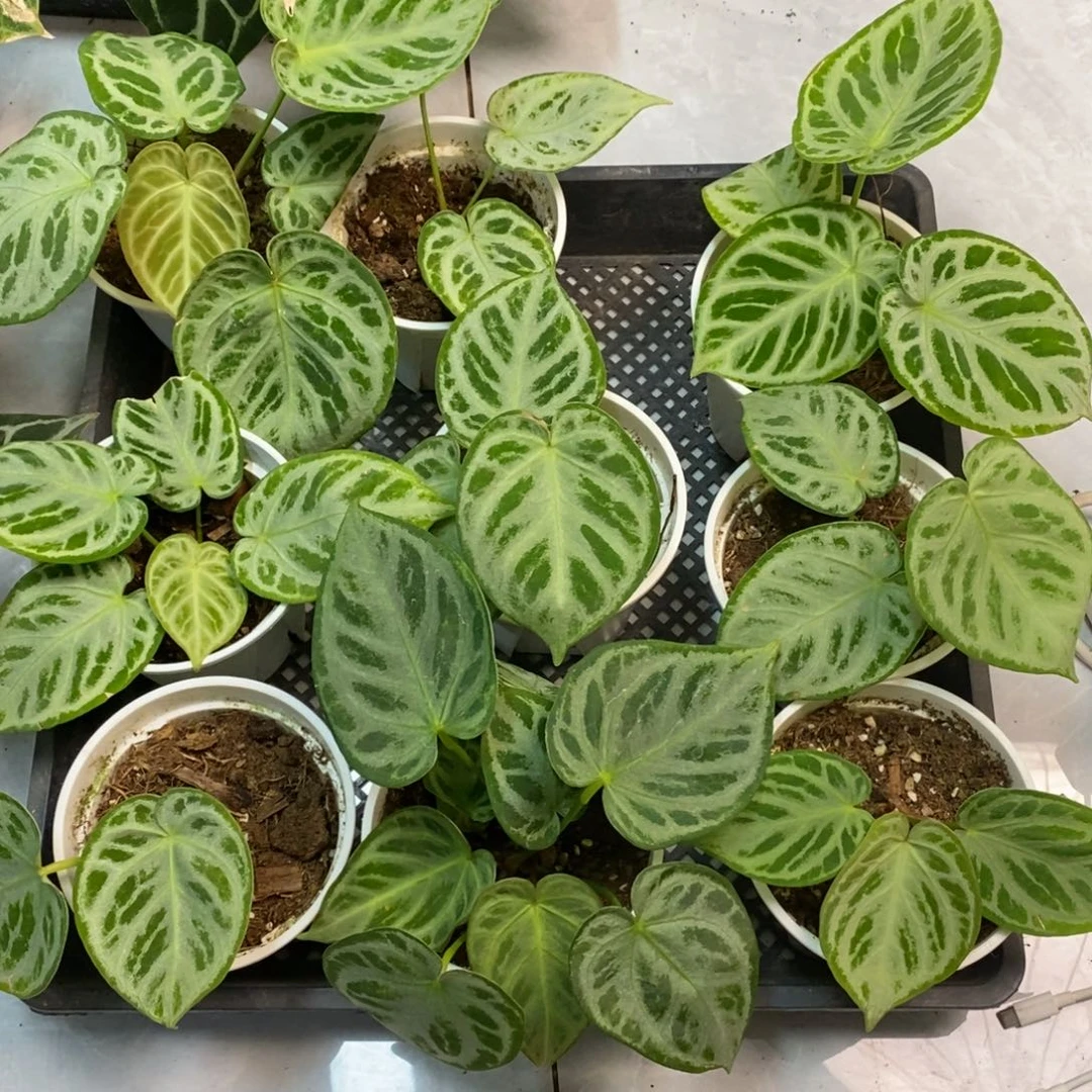 无花朵印尼进口铜锣烧（一物一拍）