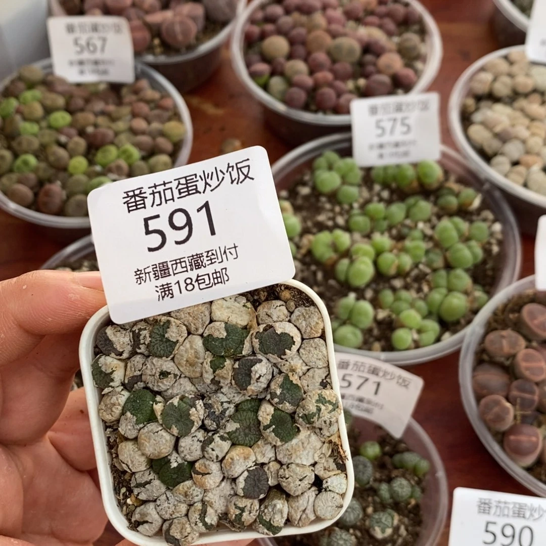 感谢您的支持，00591