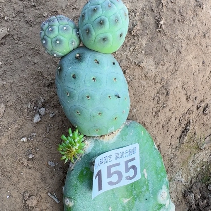 无花朵155白皮洞洞习仙人球