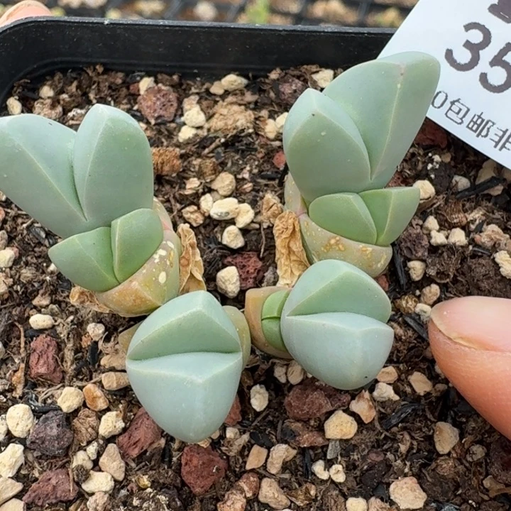 3504带盆发货1土土。