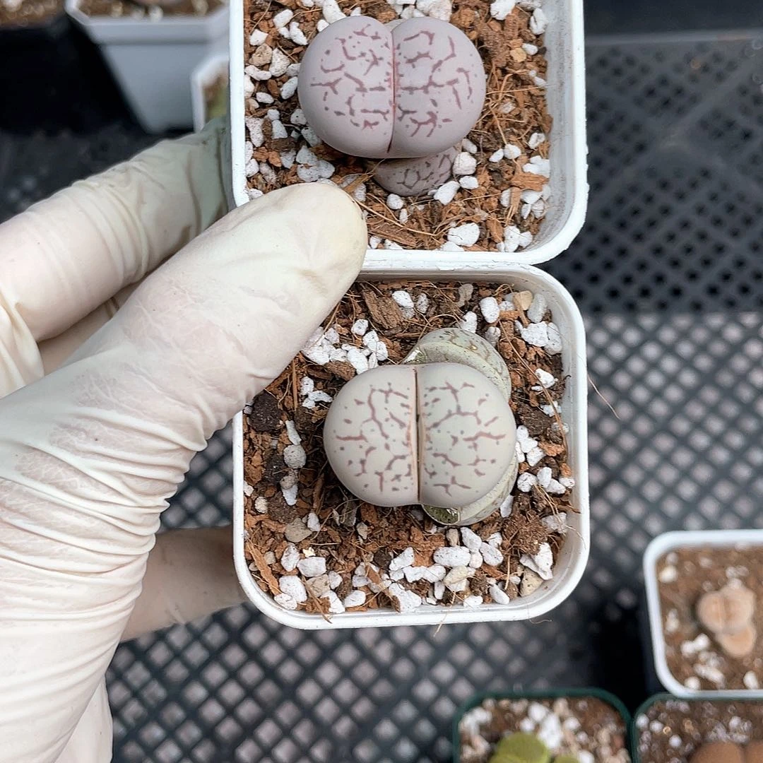 2584大棚清仓甩卖了