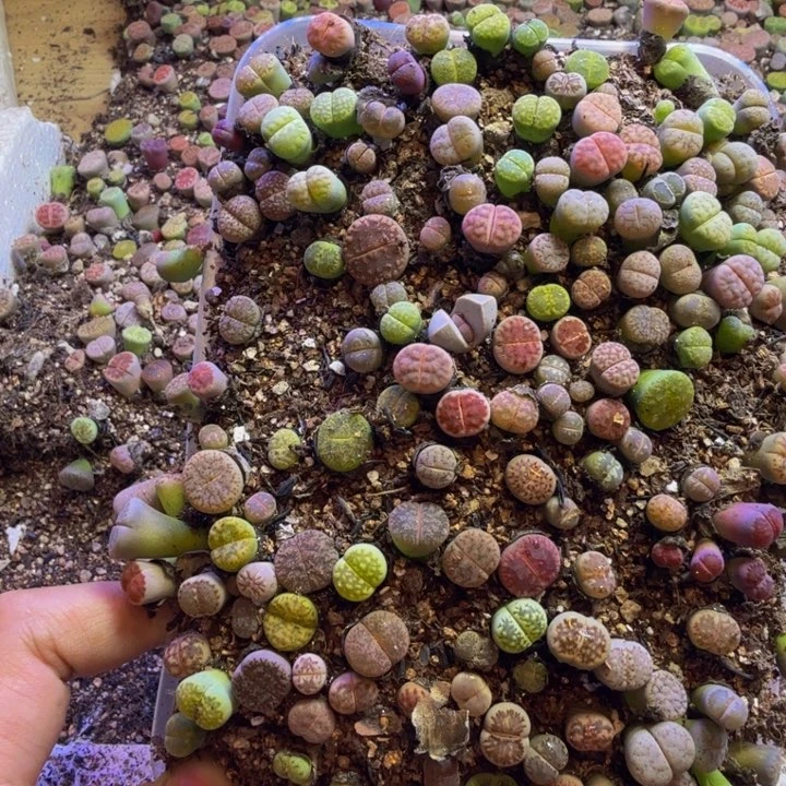 期***习多肉葡萄的季节66