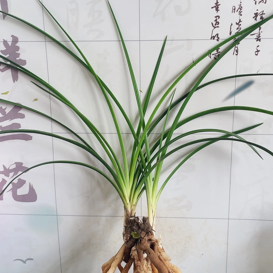邮***光完全开放兰花兰花