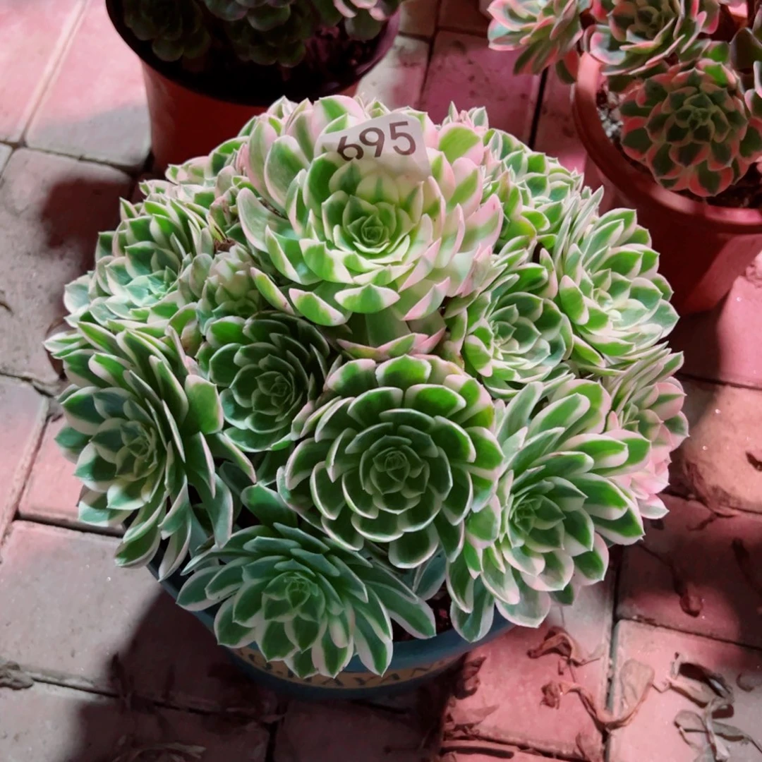 695粉体海王法师多肉植物