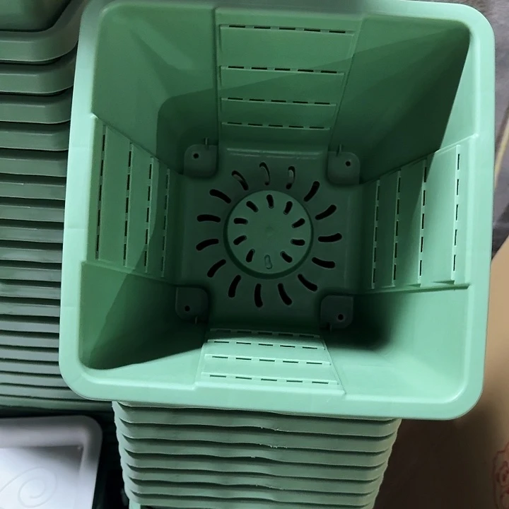 编号303果绿无托6个