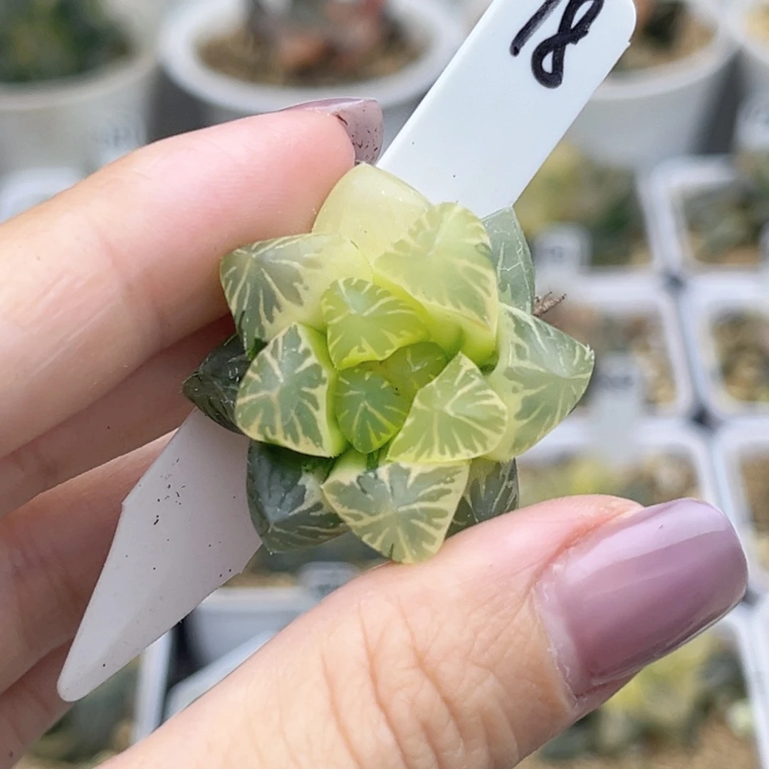 18糊斑龙爪玉露锦（根不好介意勿拍）福利专场