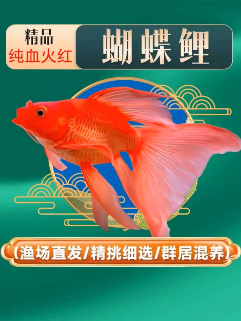 台系蝴蝶鲤鱼18-21红好养易养蝴蝶鲤观赏鱼