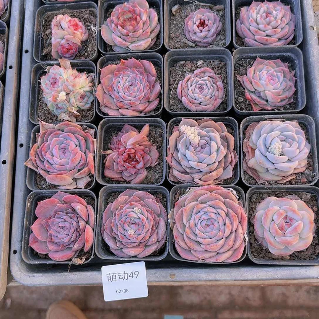 直播一物一拍多肉49