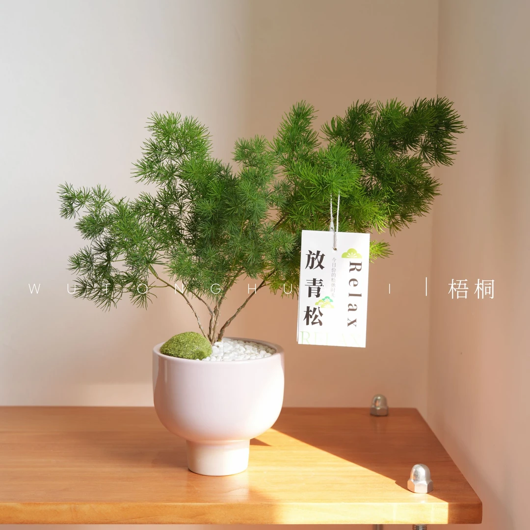 蓬莱松放轻松可爱室内桌面懒人好养绿植