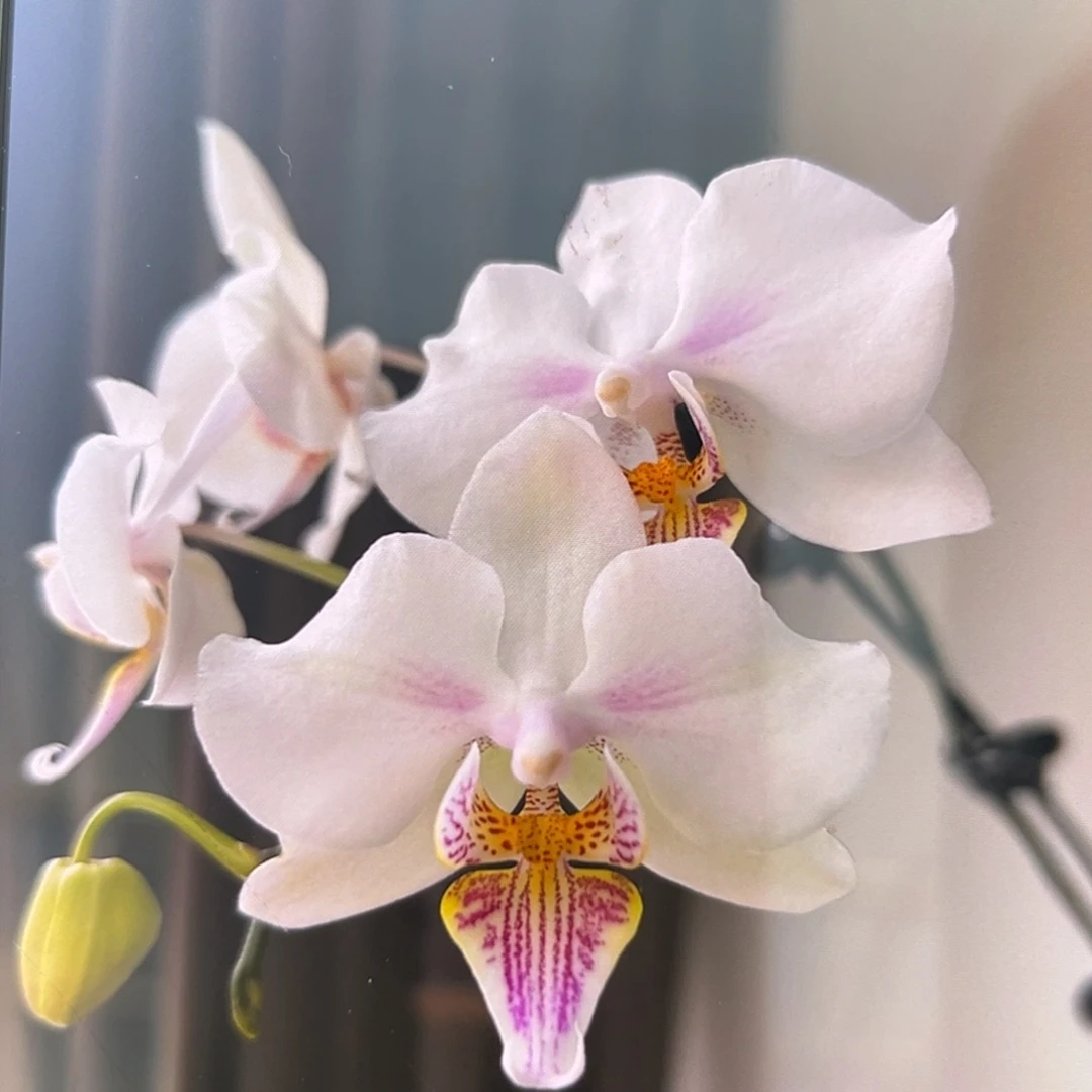 无花朵3.5寸微笑天鹅抽梗苗