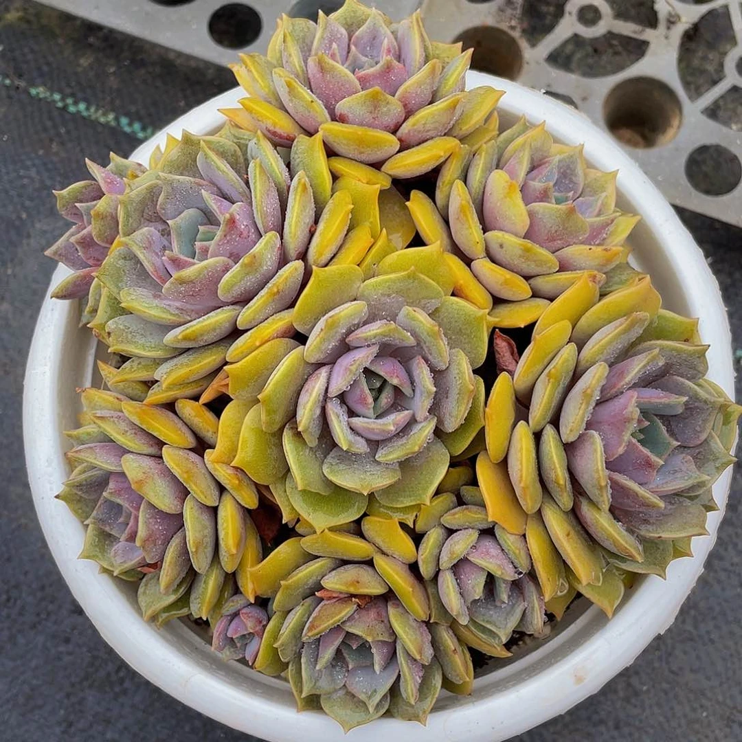 紫姬多肉植物群3083