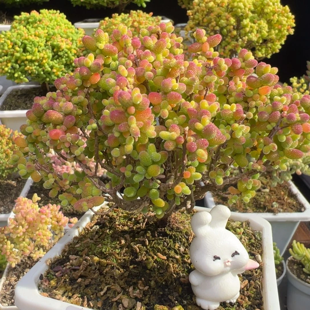 D7790金桔精控老桩