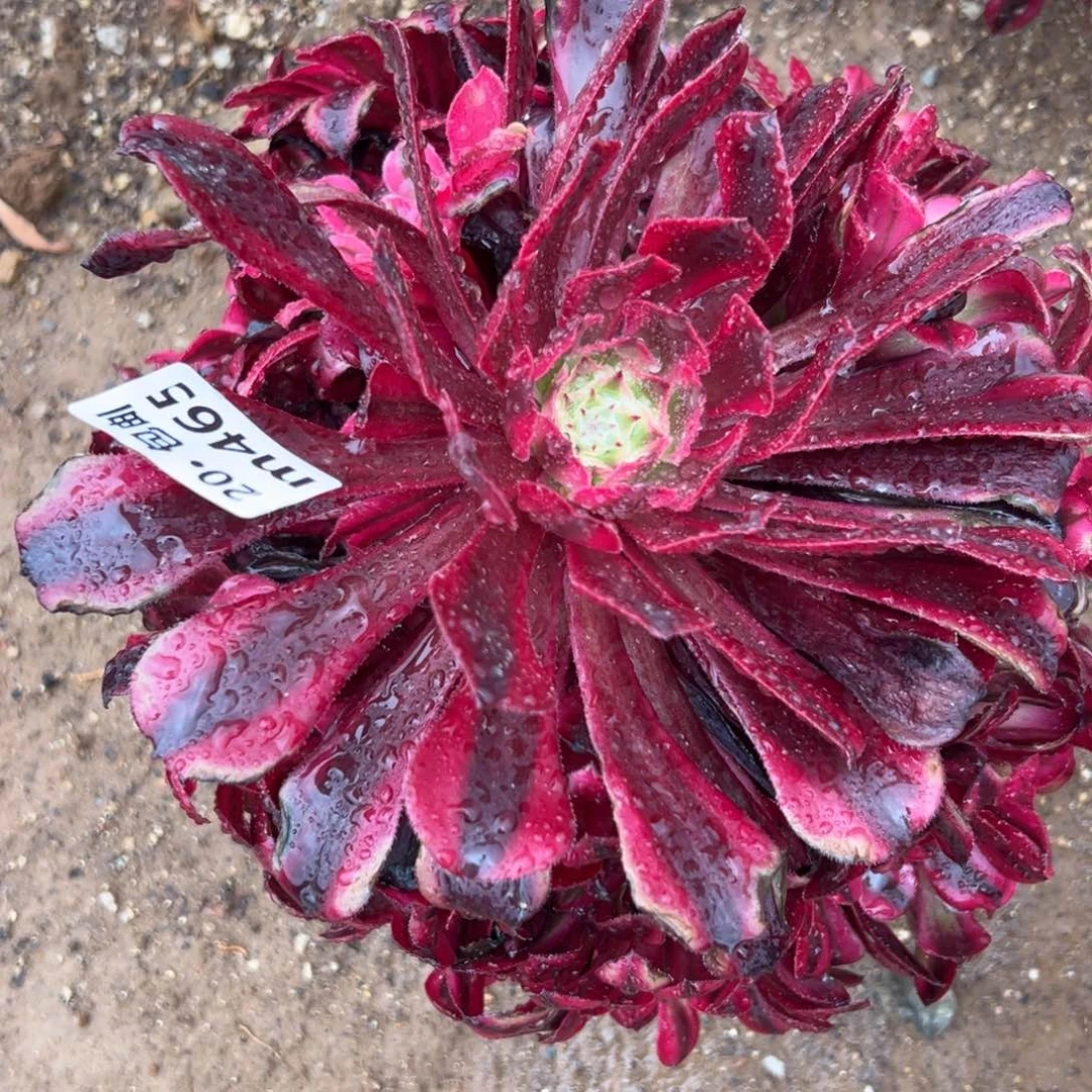 465红铜，满20包邮