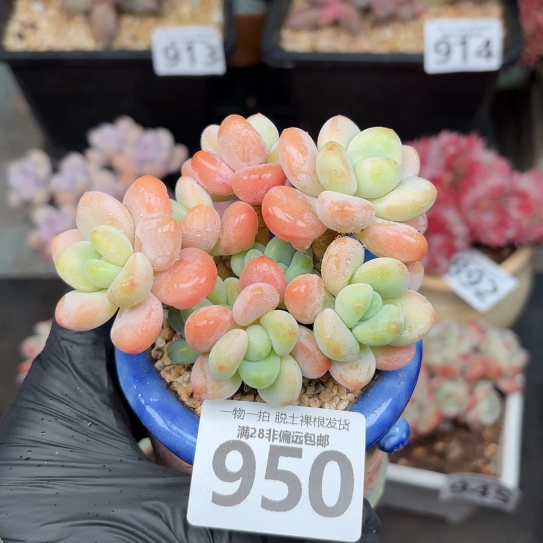 橘子洛神无盆土发货