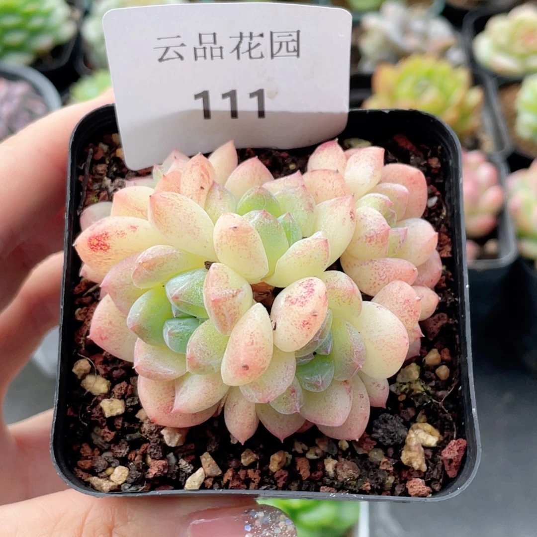 111号糖心冰心珍妮