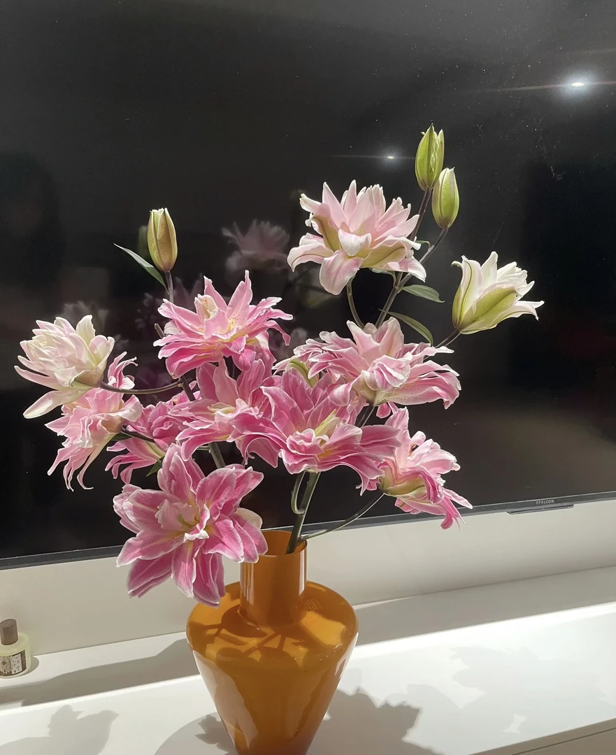 莲花之境重瓣百合-云南基地直发