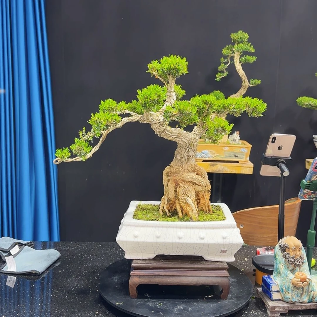 黄杨室内室外盆景