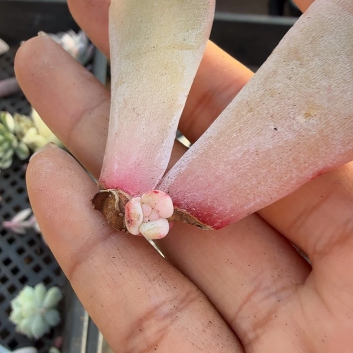 星影锦 一个无根