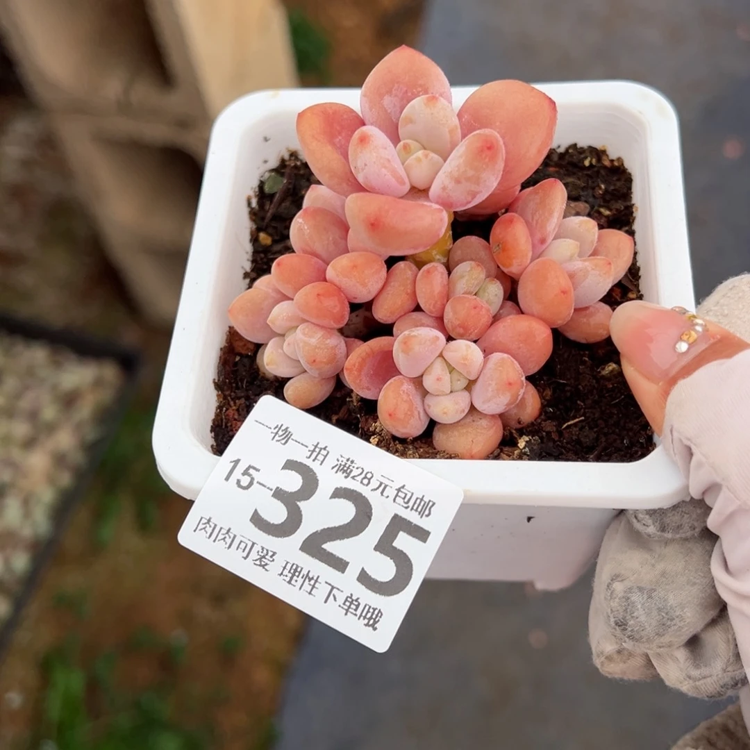 红洛神多肉多肉多肉多肉