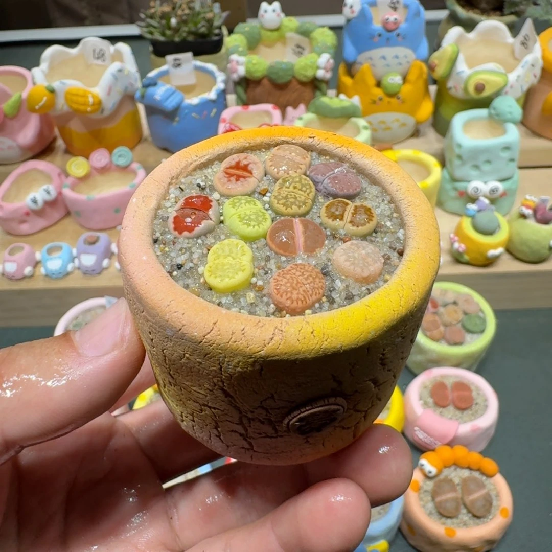 红陶蘑菇430彩拼