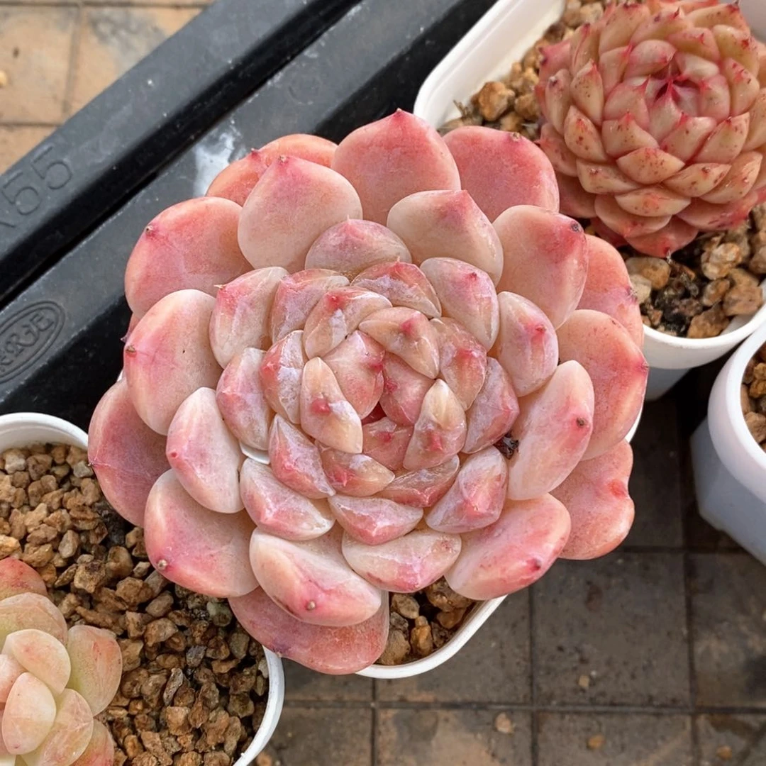 精品多肉一物一拍不包整160